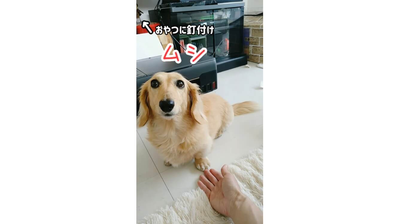 ダックスフンド,動画