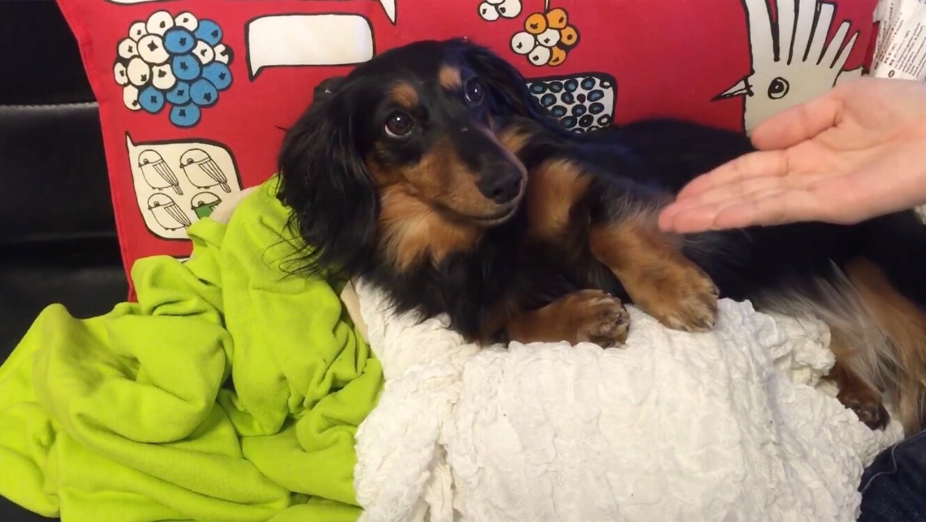 ダックスフンド,動画