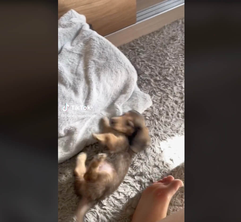 ダックスフンド,動画