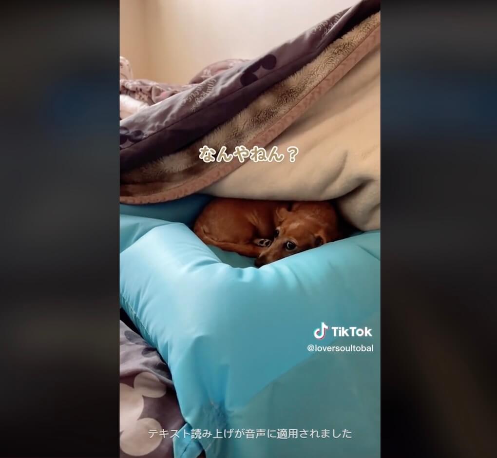 ダックスフンド,動画