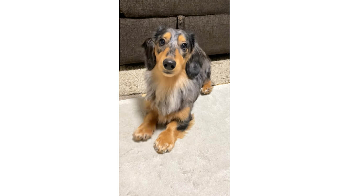 ダックスフンド,動画