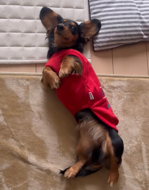 ダックスフンド,動画