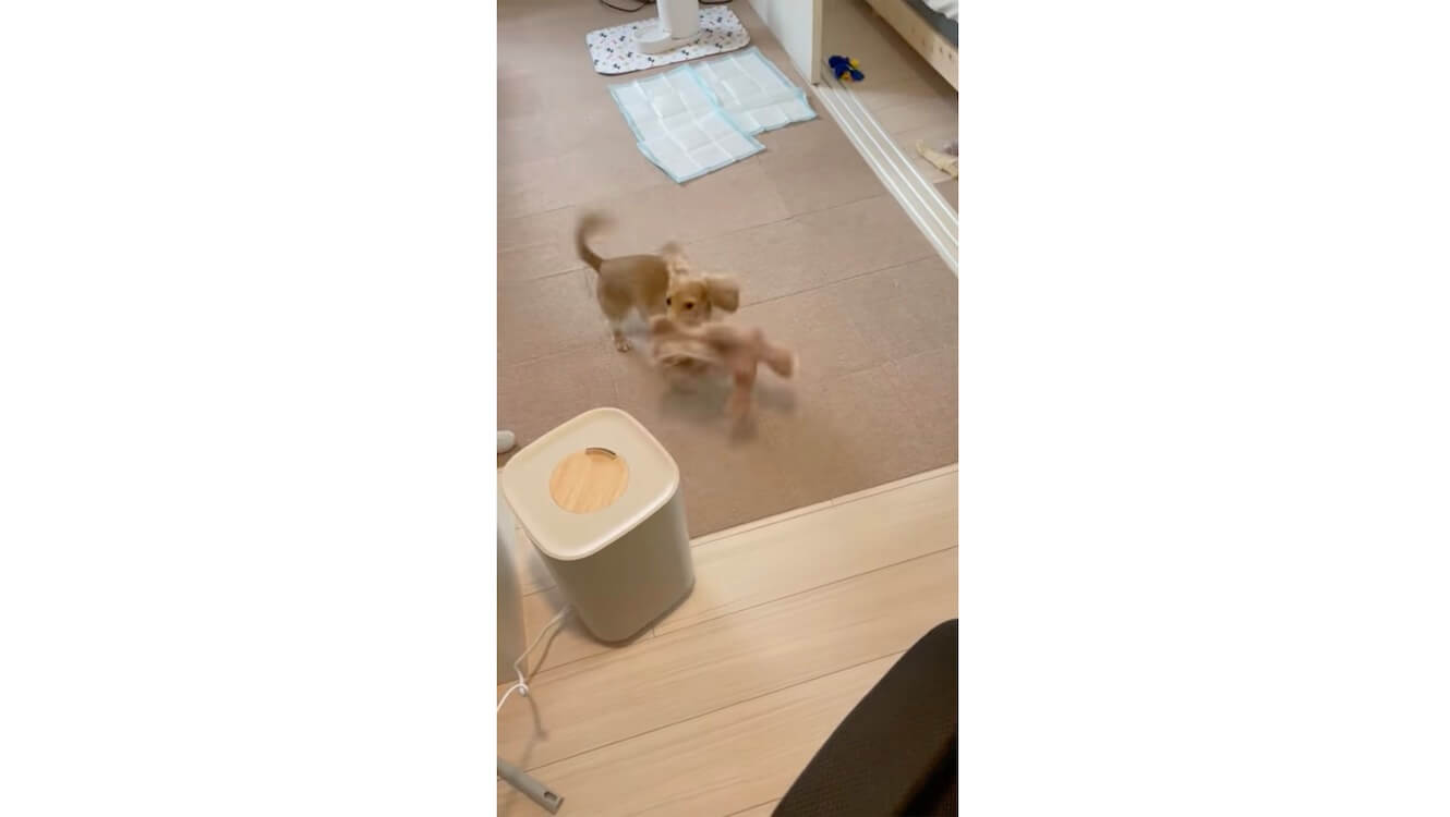 ダックスフンド,動画