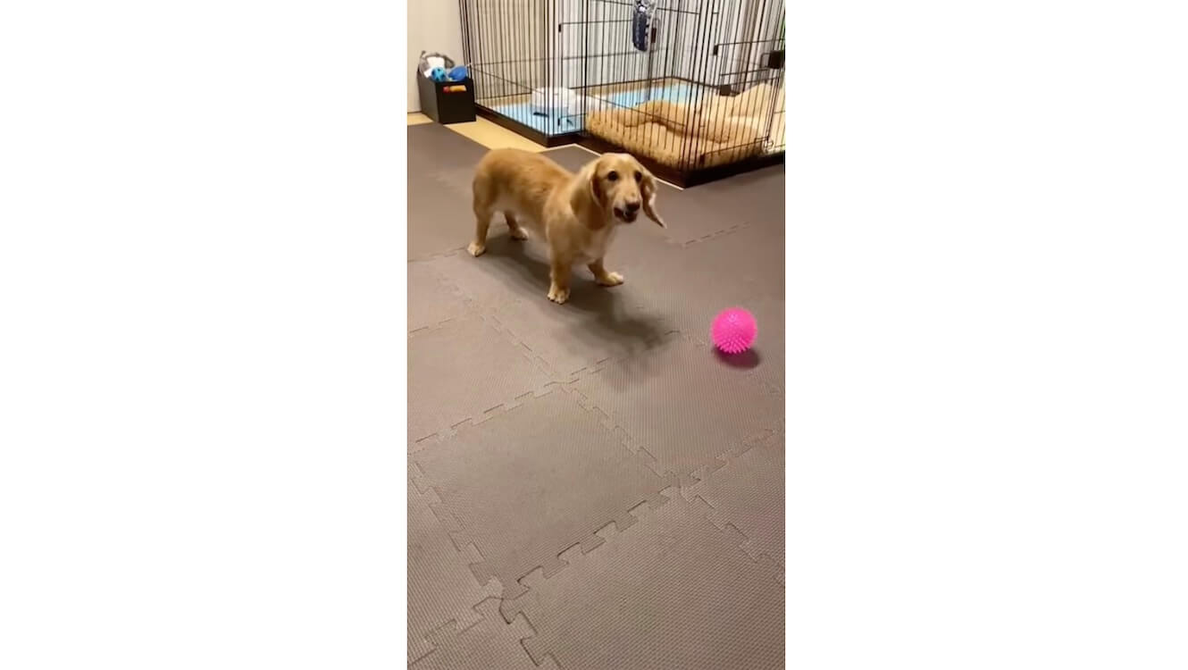 ダックスフンド,動画