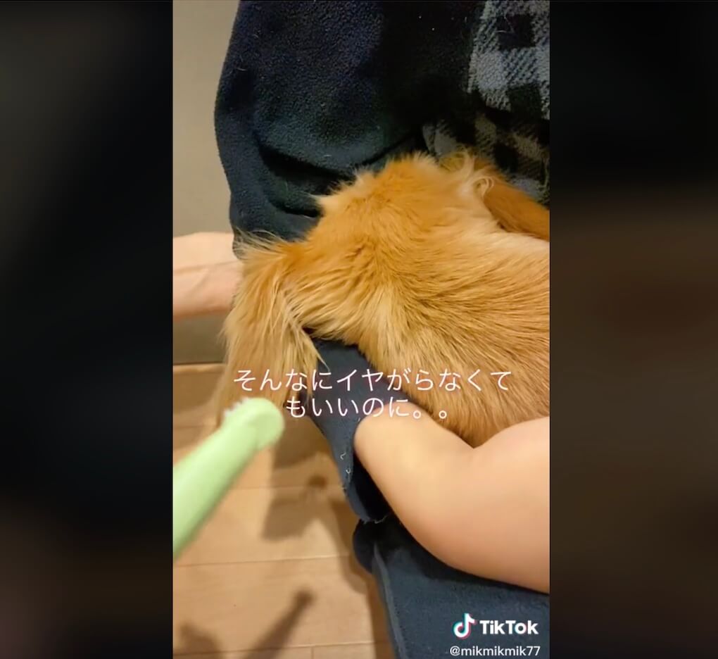 ダックスフンド,動画