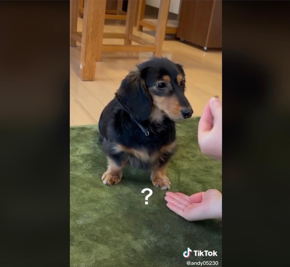 ダックスフンド,動画