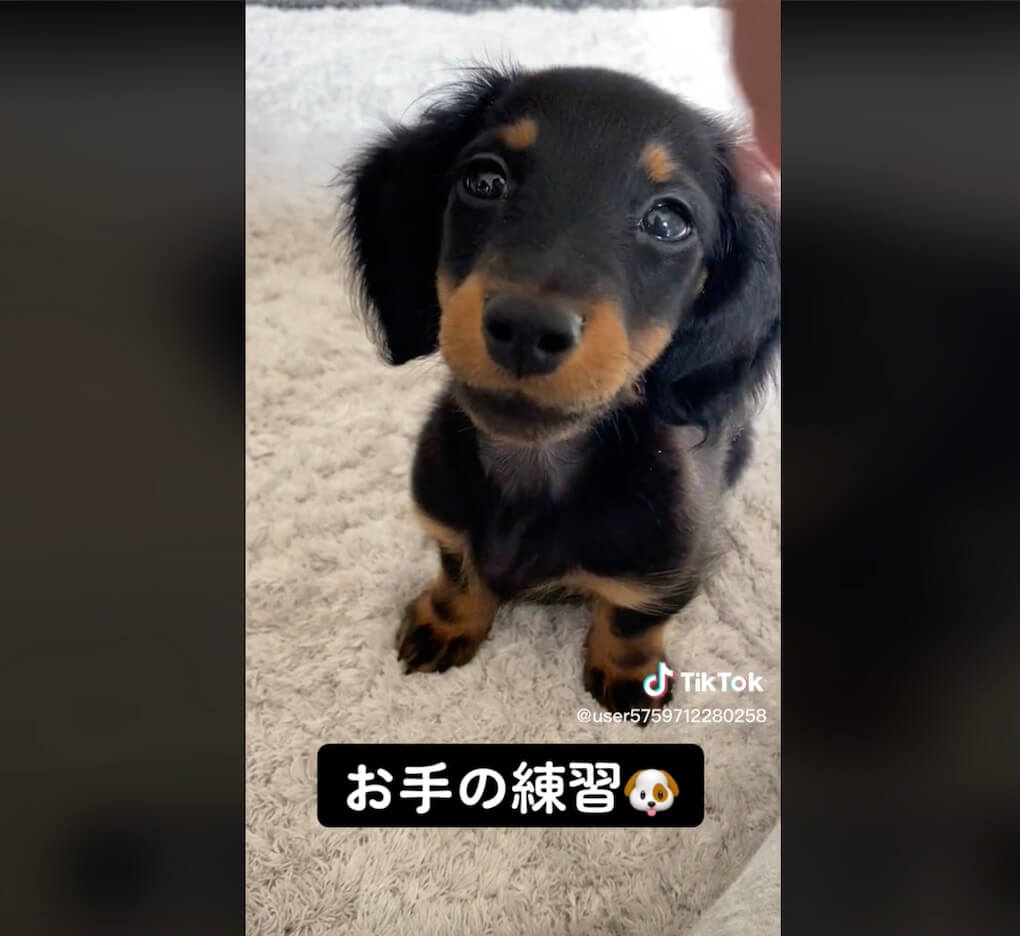 ダックスフンド,動画