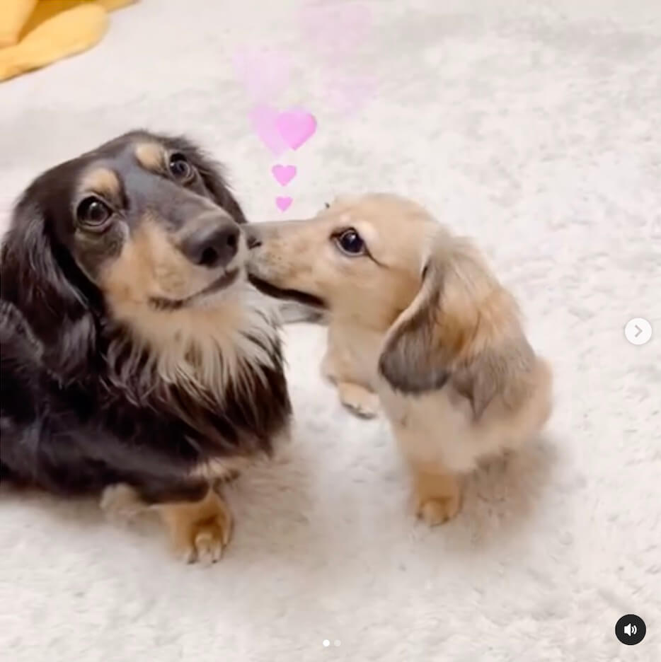 ダックスフンド,動画