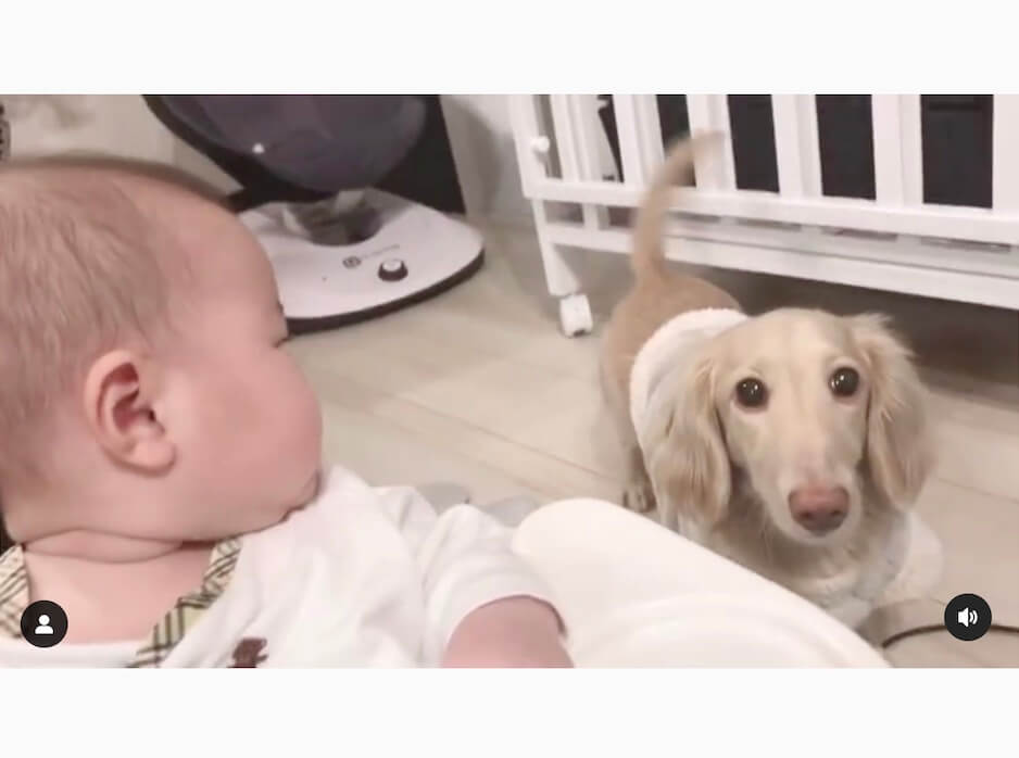 ダックスフンド,動画