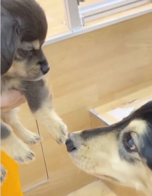 ダックスフンド,動画