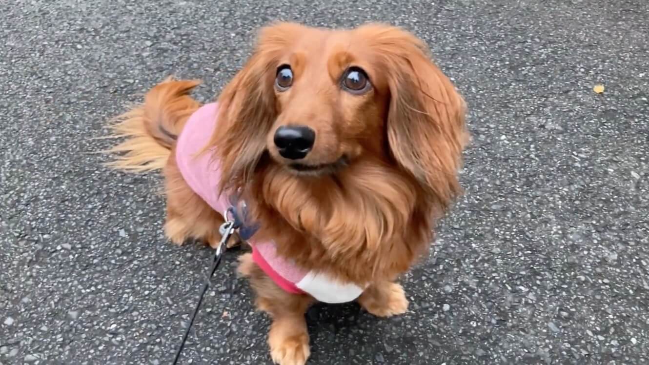 ダックスフンド,動画