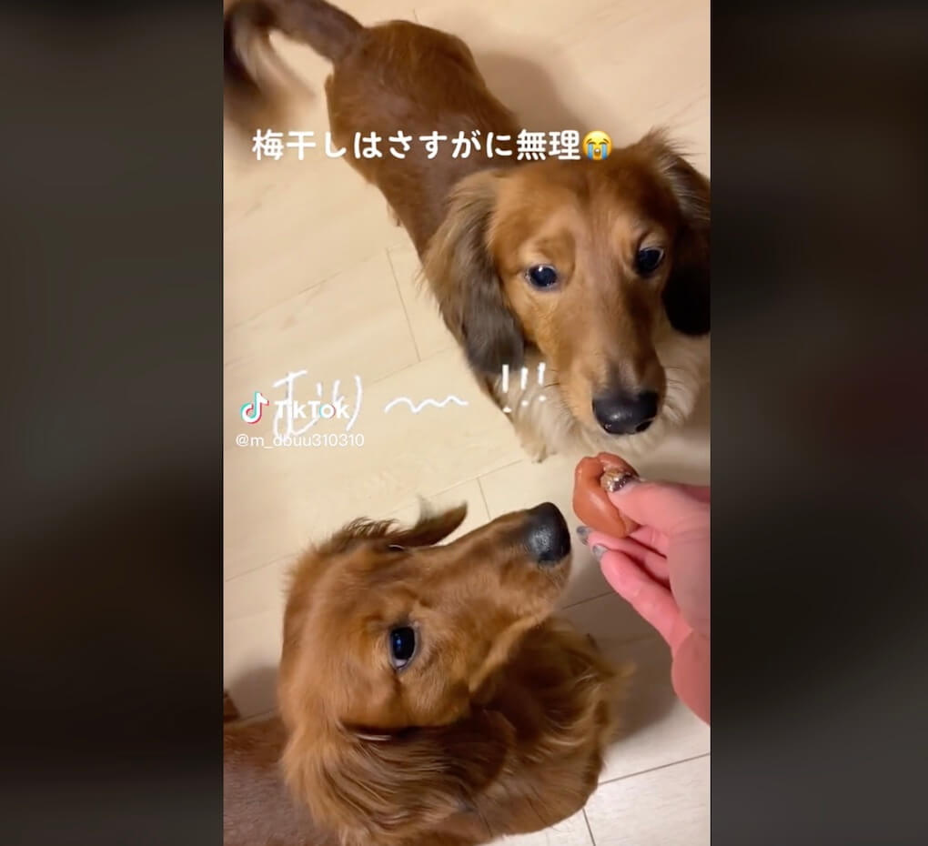 ダックスフンド,動画