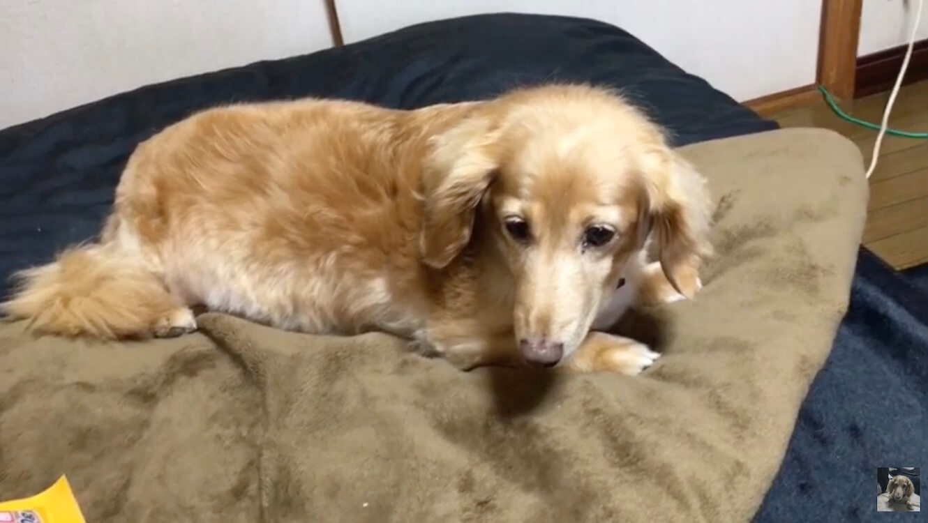 ダックスフンド,動画