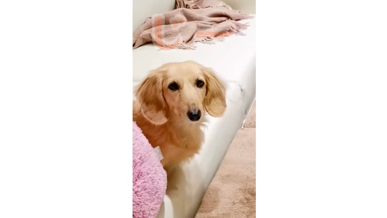 ダックスフンド,動画