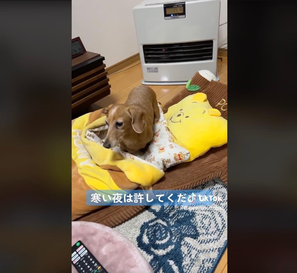 ダックスフンド,動画