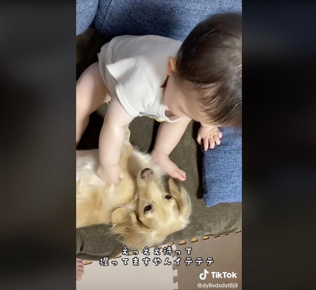 ダックスフンド,動画