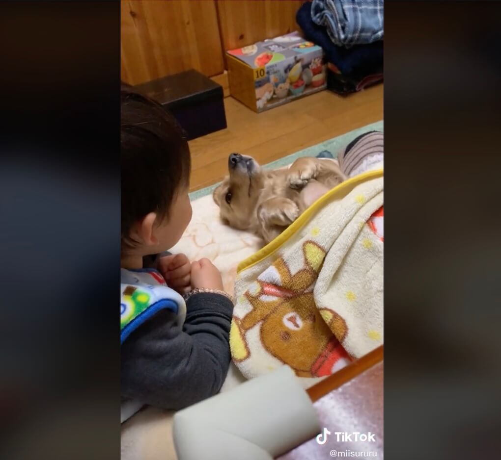 ダックスフンド,動画