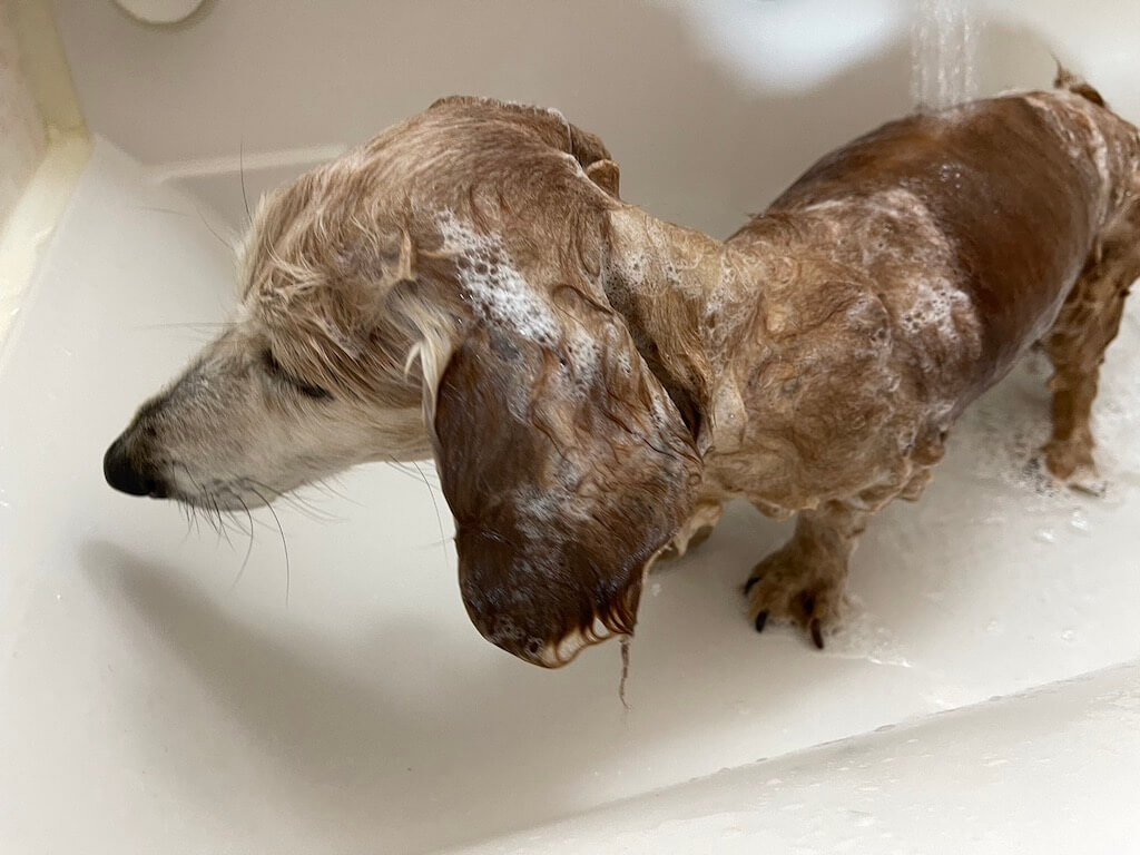 シャンプーするダックス