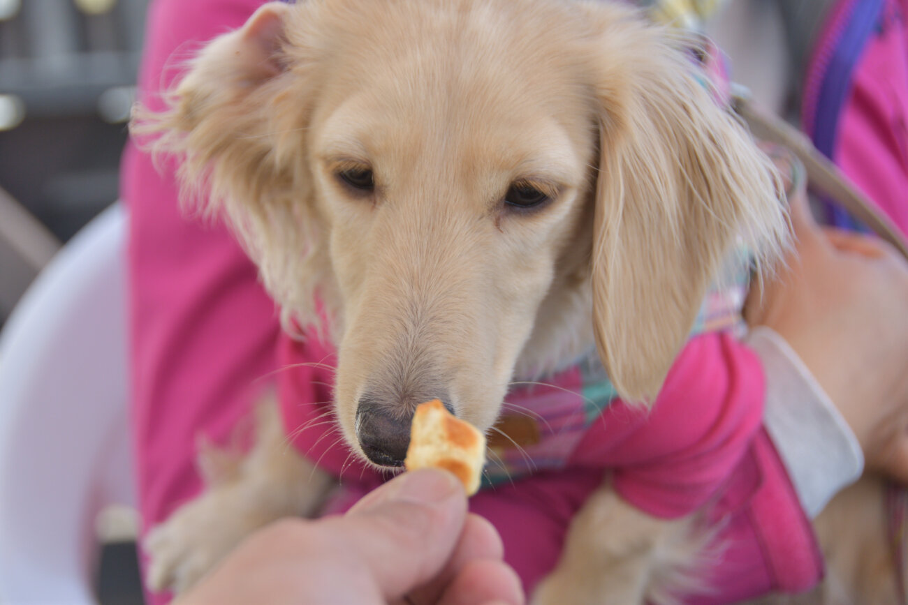 ダックスフンド,アクティブワン