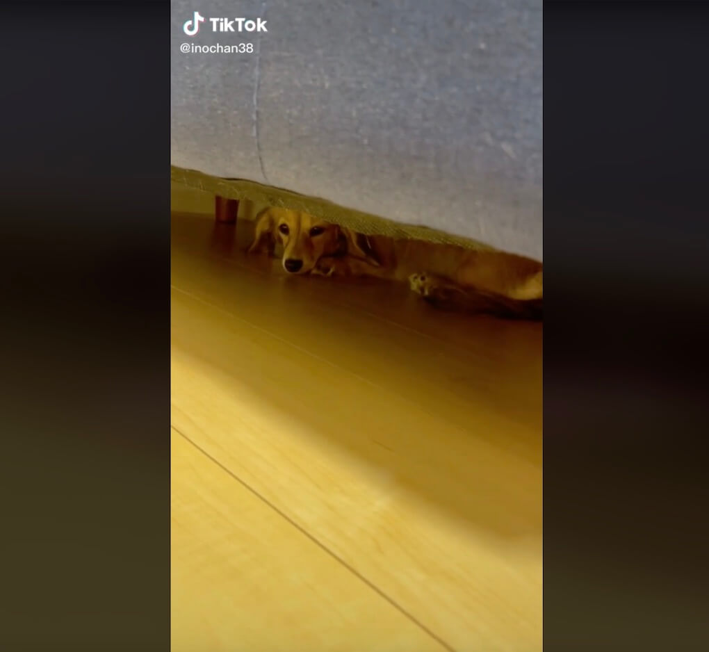 ダックスフンド,動画