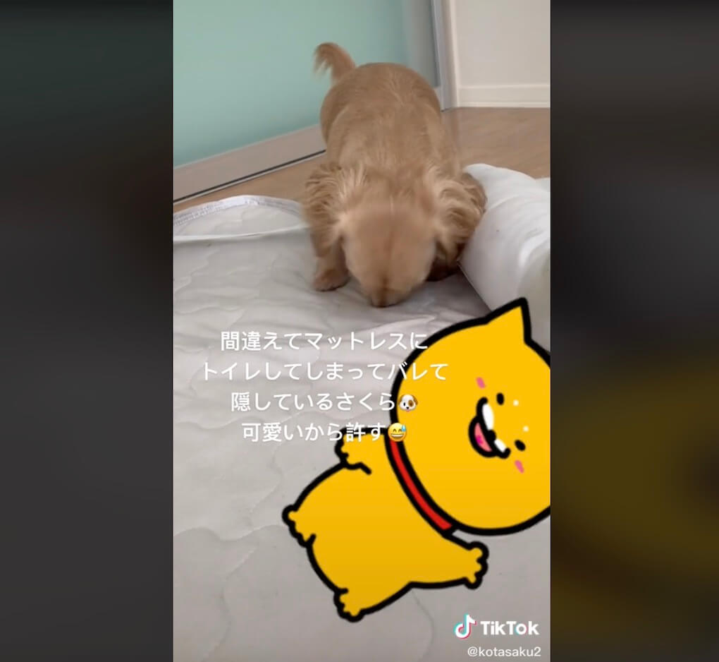 ダックスフンド,動画