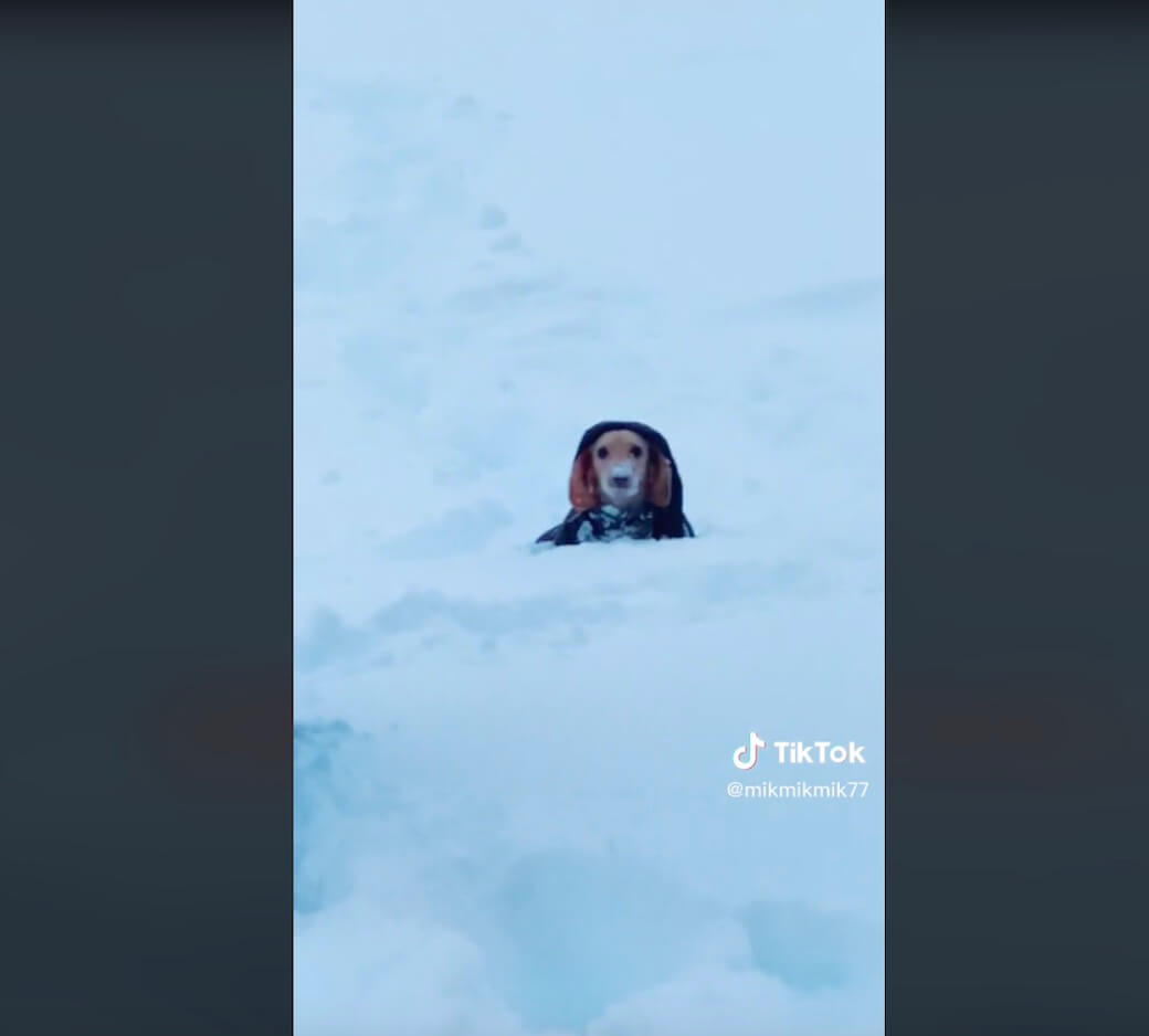 ダックスフンド,動画