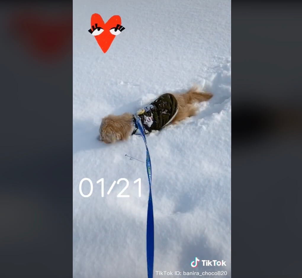 ダックスフンド,動画