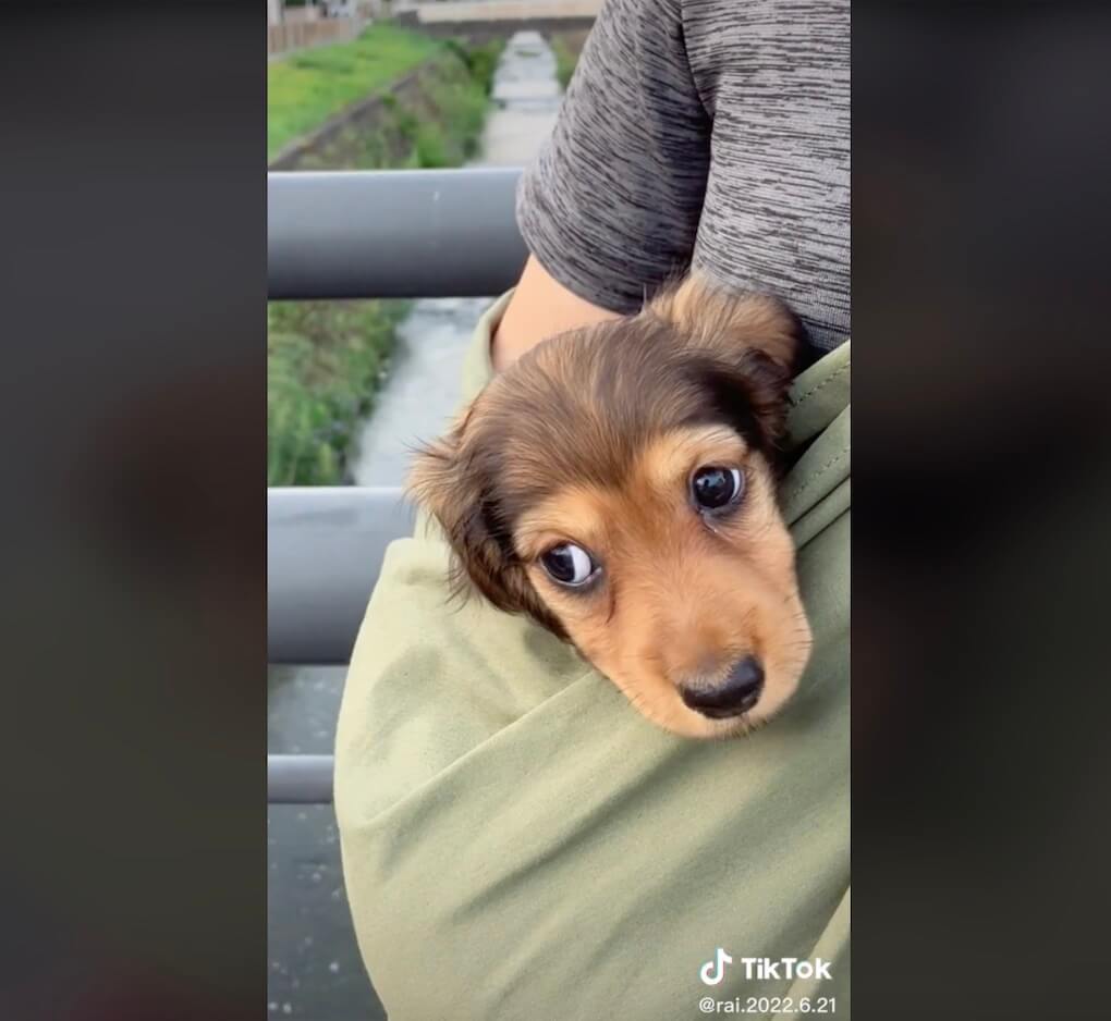 ダックスフンド,動画