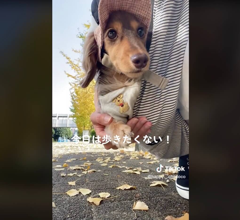 ダックスフンド,動画