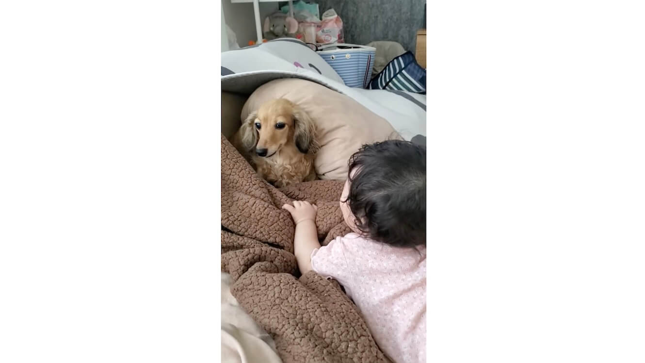 ダックスフンド,動画