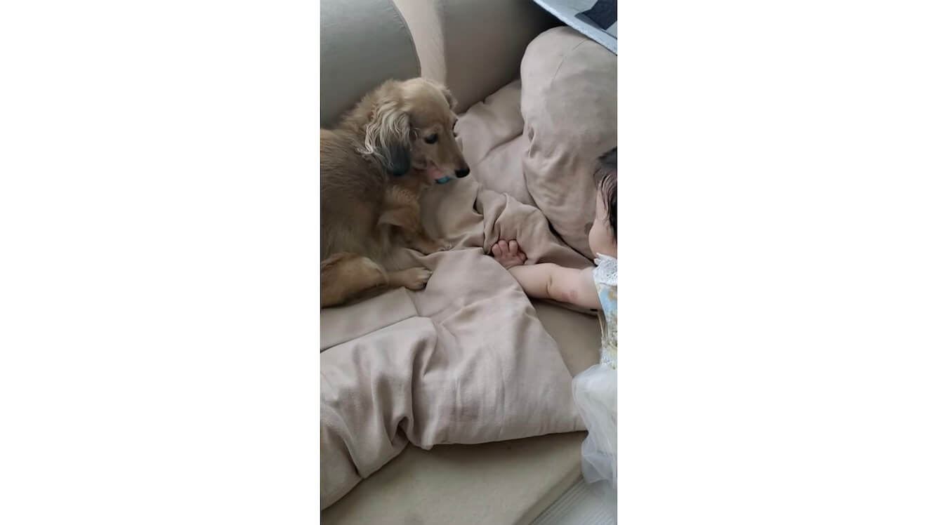 ダックスフンド,動画