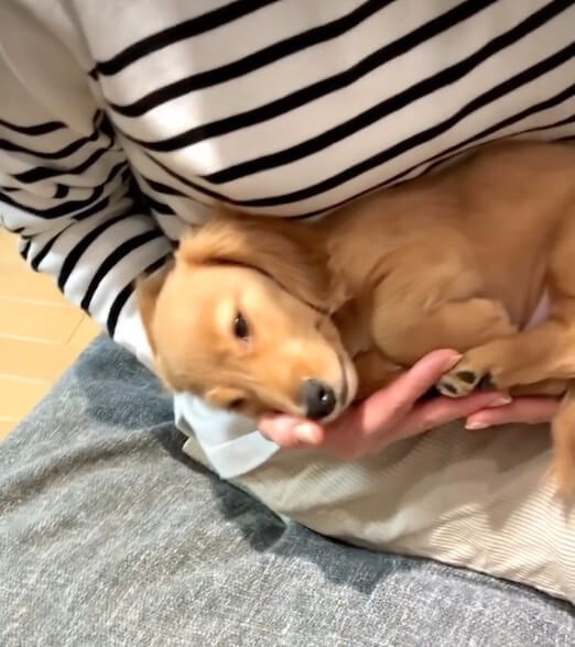 ダックスフンド,動画