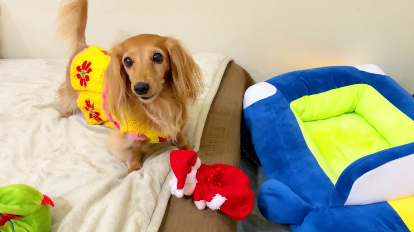 ダックスフンド,動画