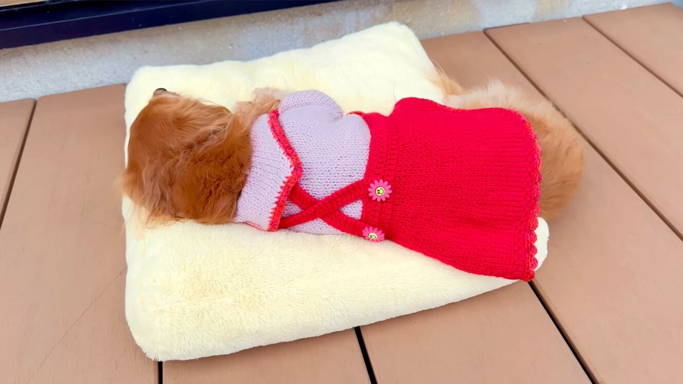 ダックスフンド,動画