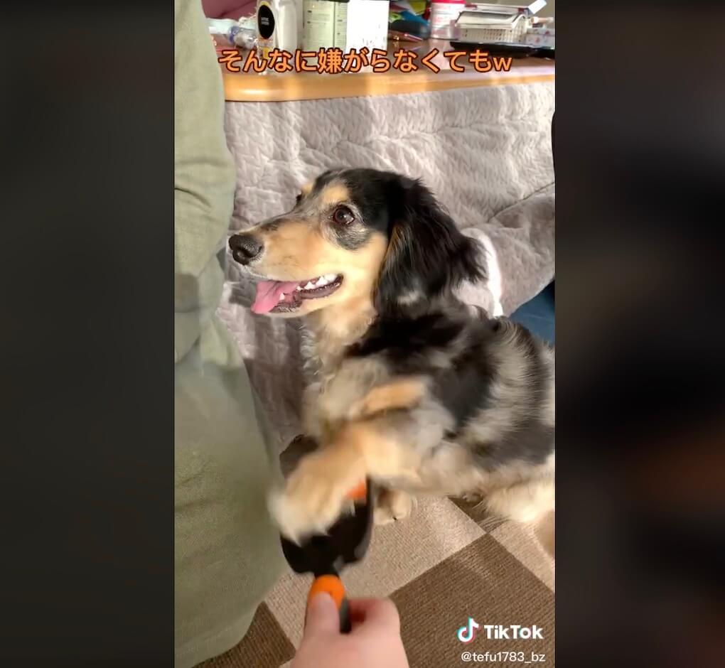 ダックスフンド,動画