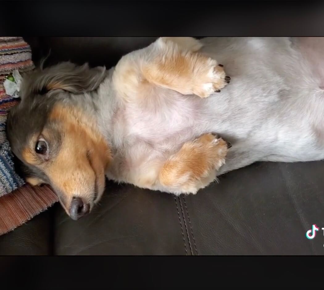 ダックスフンド,動画