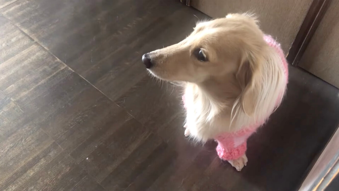 ダックスフンド,動画