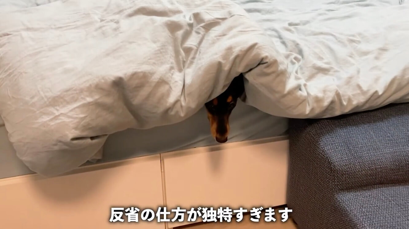 ダックスフンド,動画