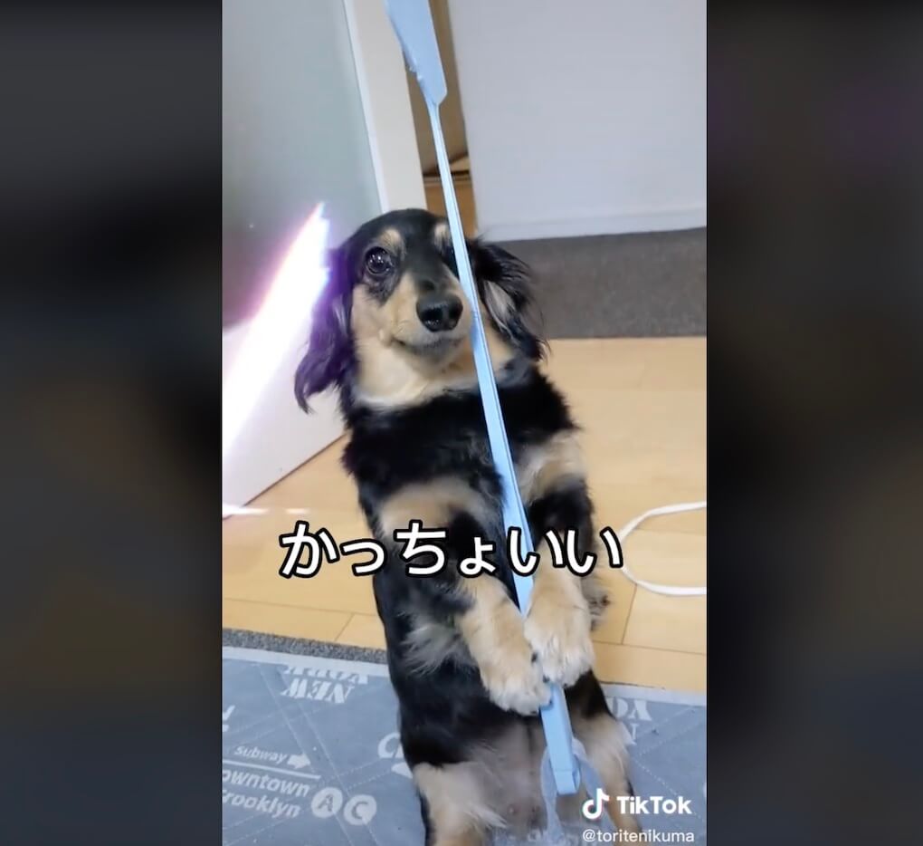 ダックスフンド,動画