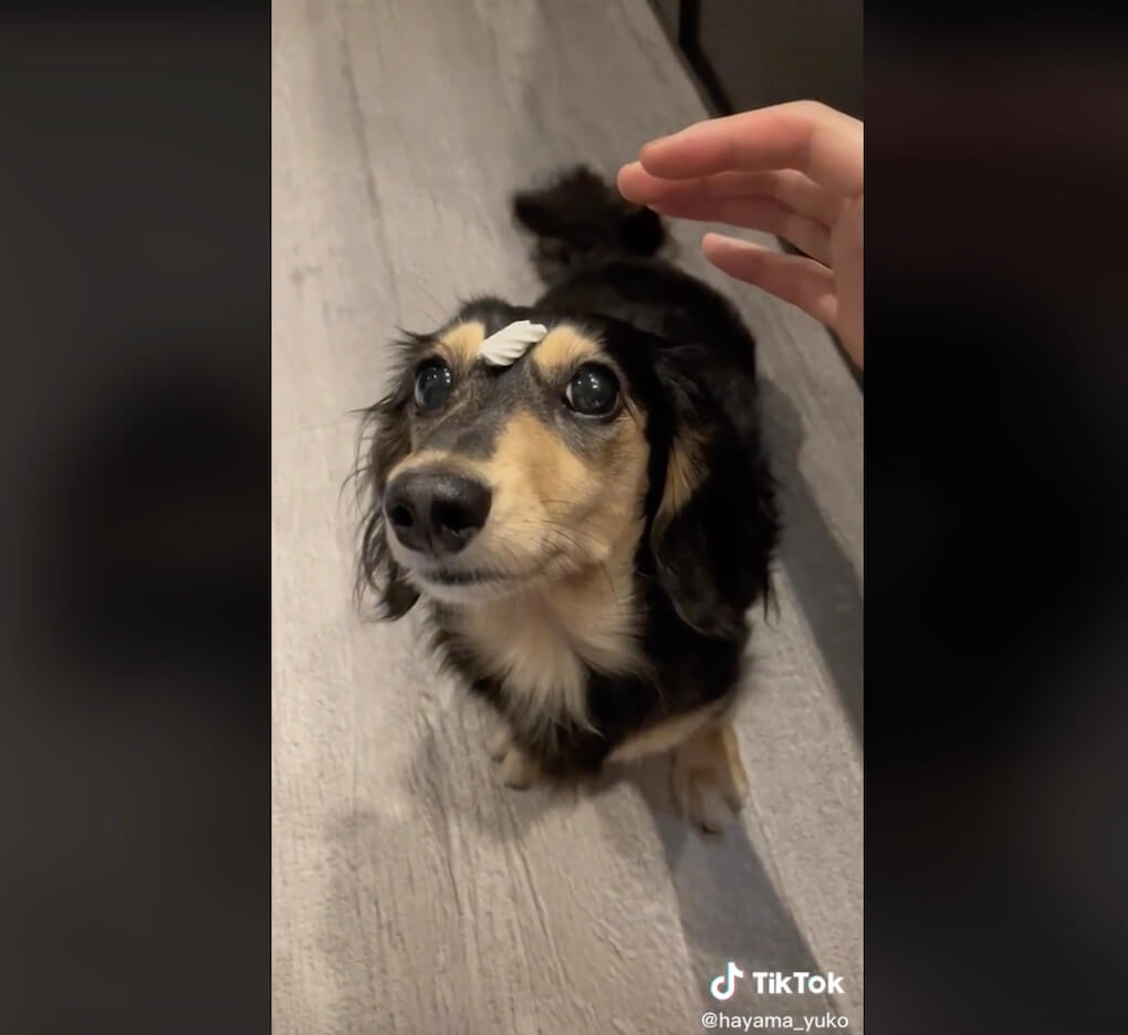 ダックスフンド,動画