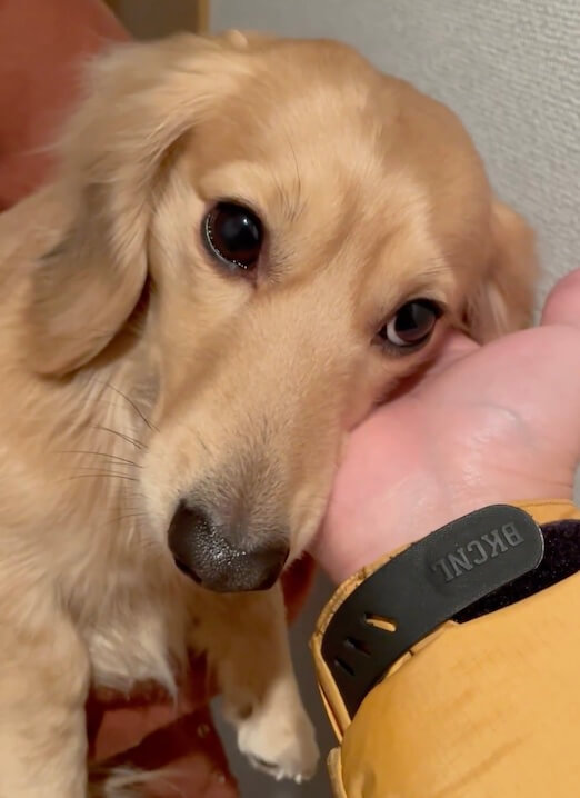 ダックスフンド,動画