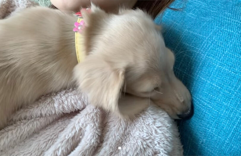 ダックスフンド,動画