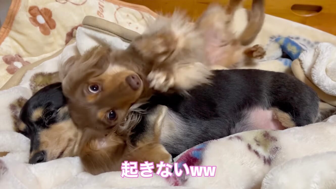 ダックスフンド,動画