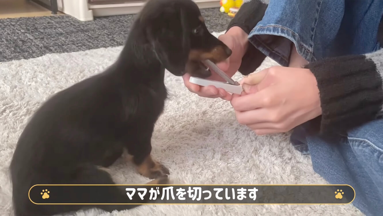 ダックスフンド,動画