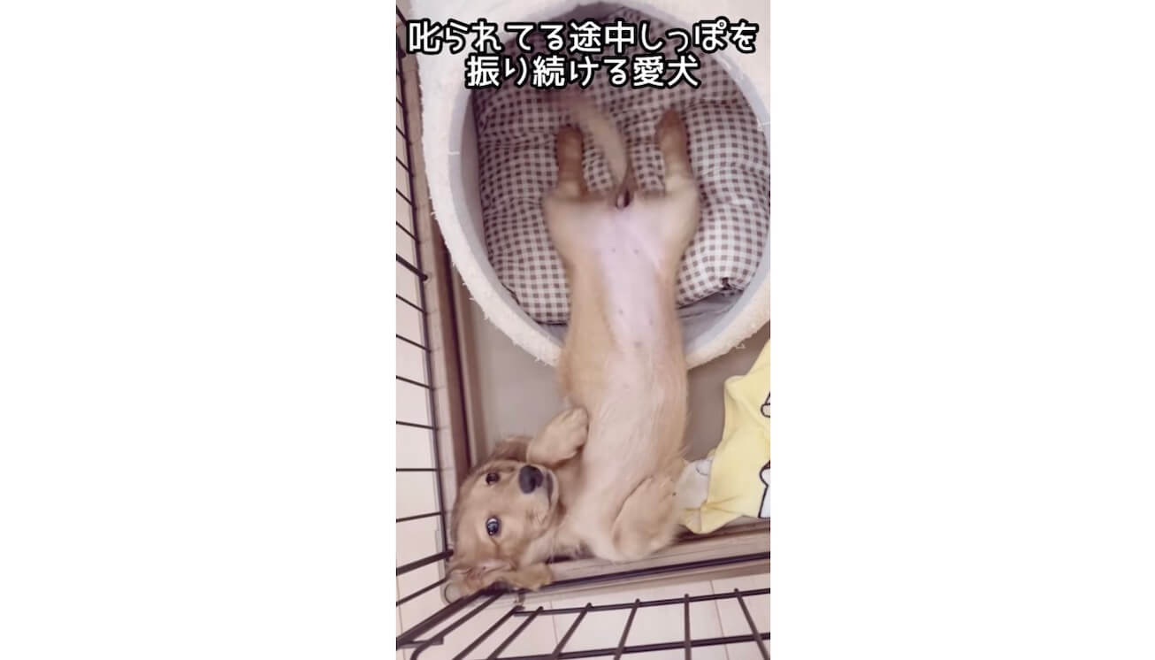 ダックスフンド,動画