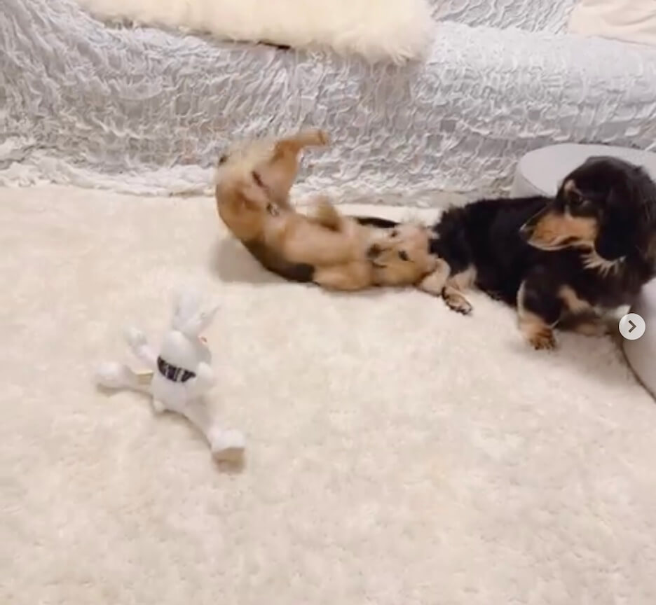 ダックスフンド,動画