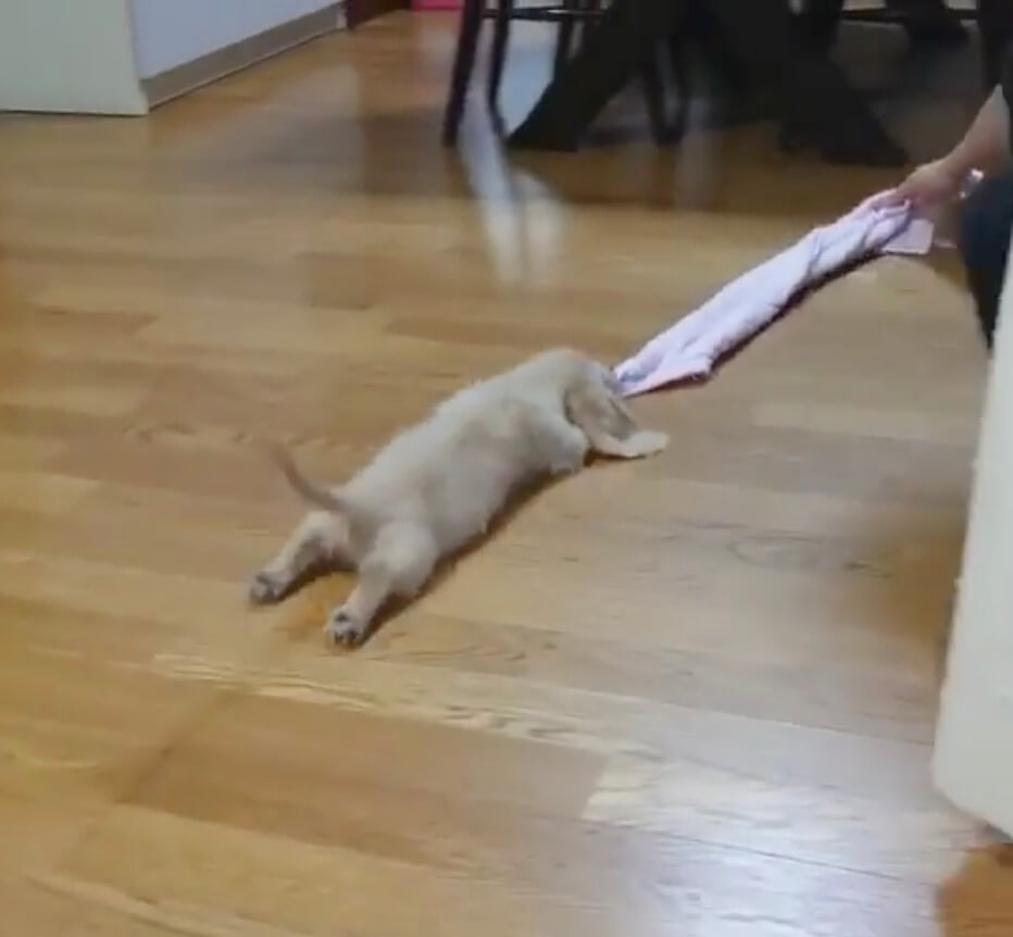 ダックスフンド,動画