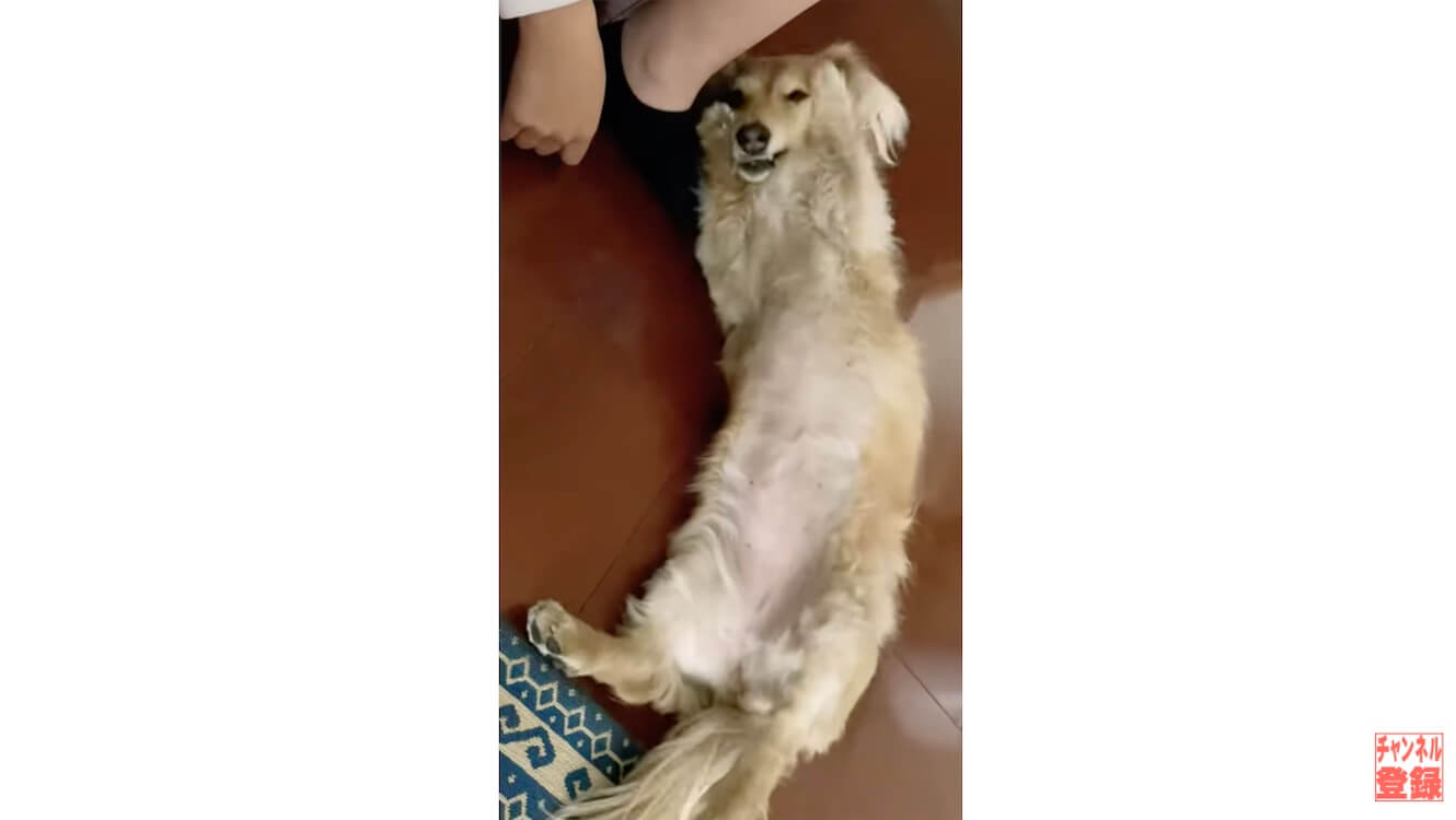 ダックスフンド,動画