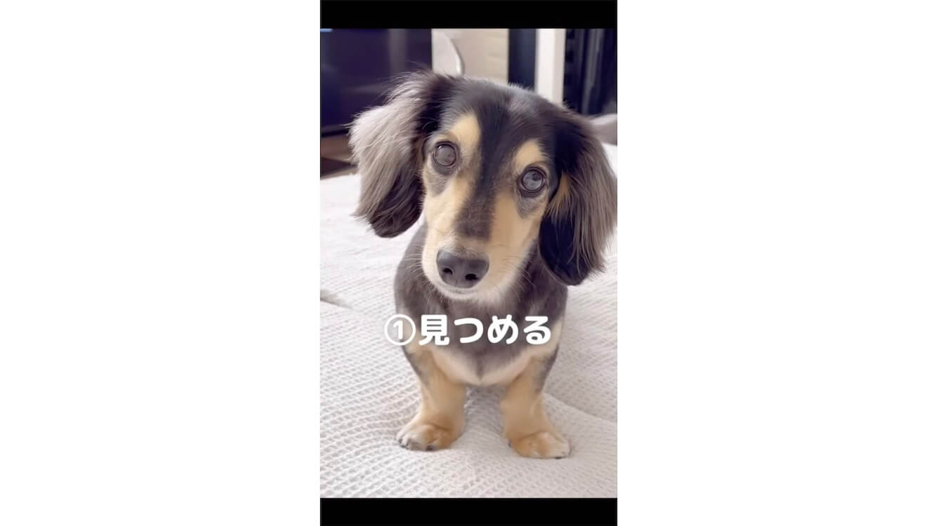 ダックスフンド,動画