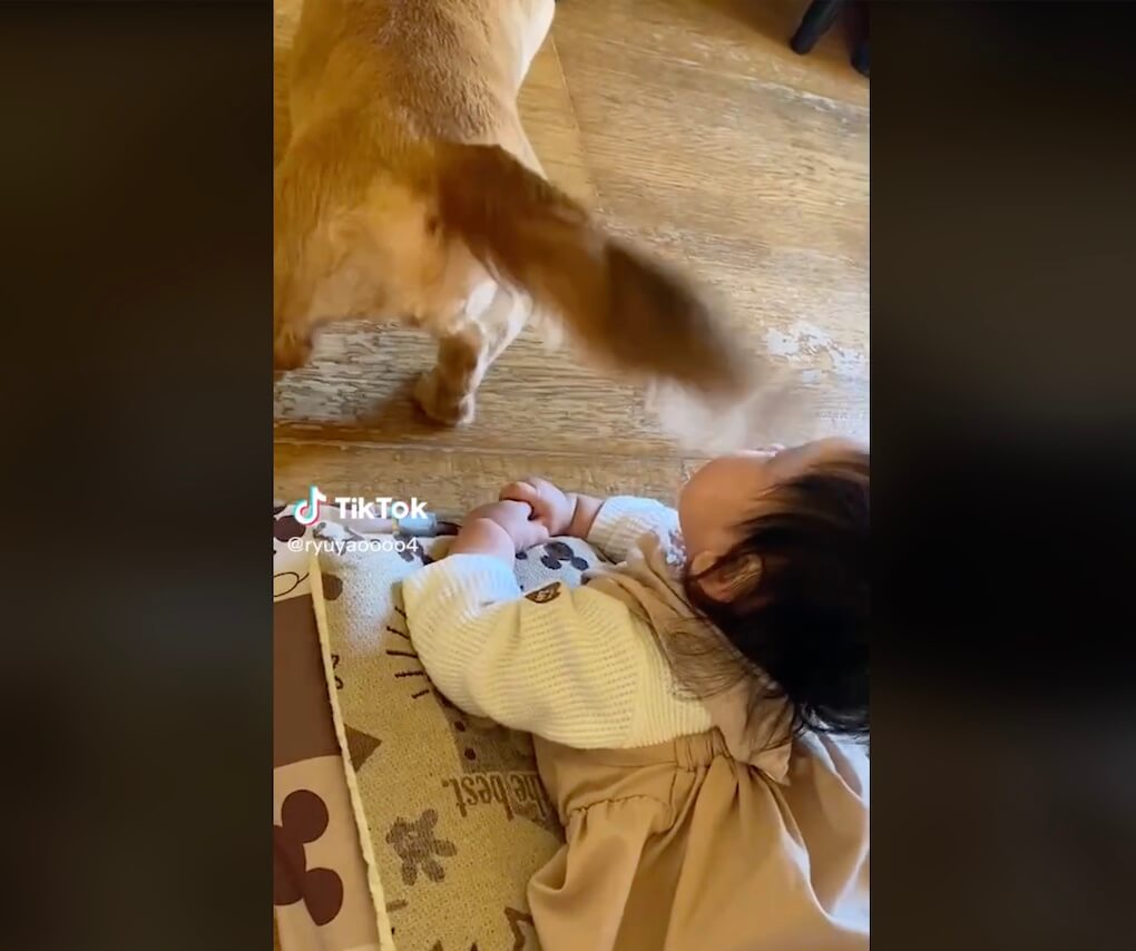 ダックスフンド,動画